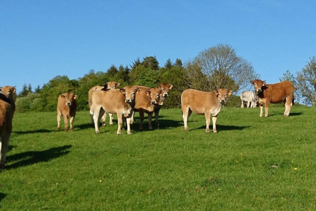 Gite A La Ferme Au Coeur De L'Auvergne Saint-Hippolyte  Екстериор снимка